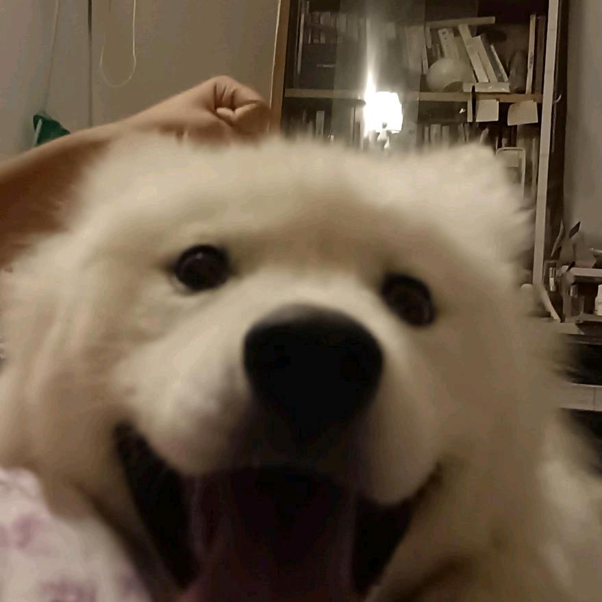超级秋秋人🌙