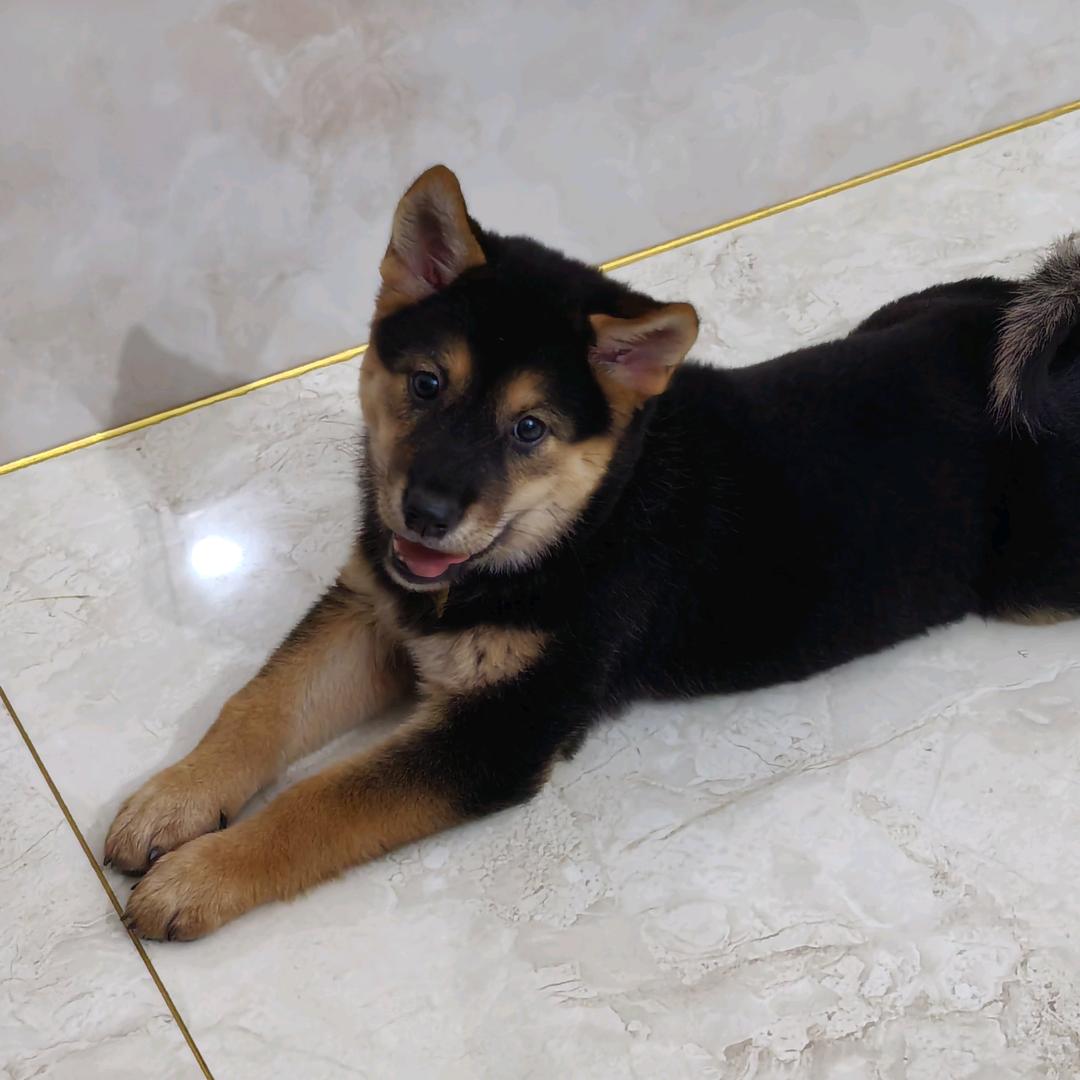 四眼土松小十三