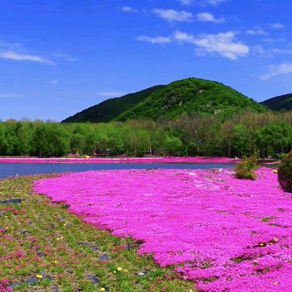 葫芦娃当兵