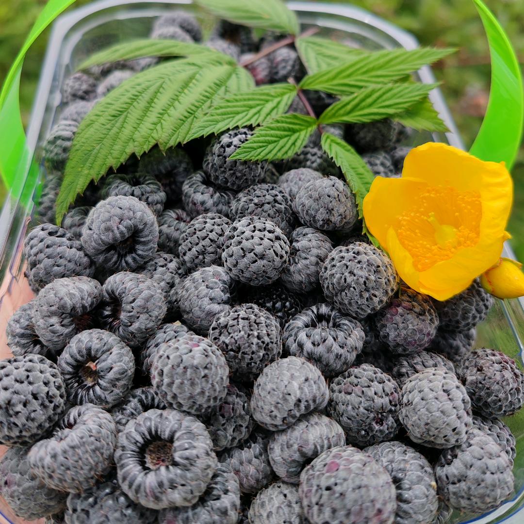 巧家马树无刺黑泡采摘园