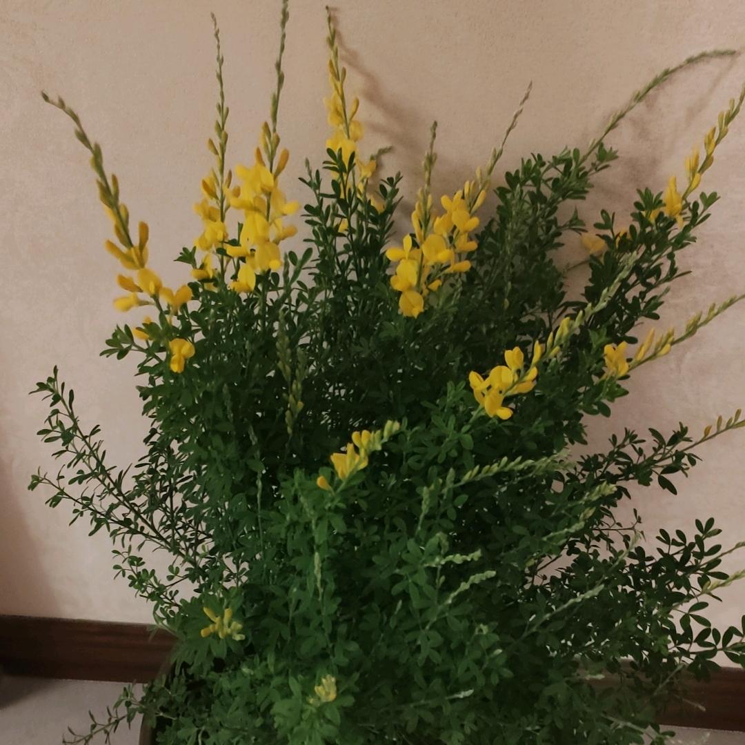 并州“菜小侠”