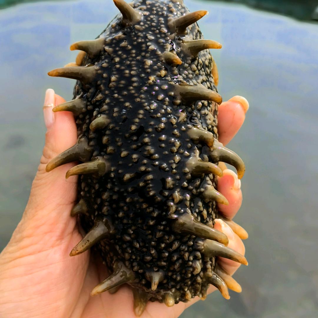 参屿鲜好海参