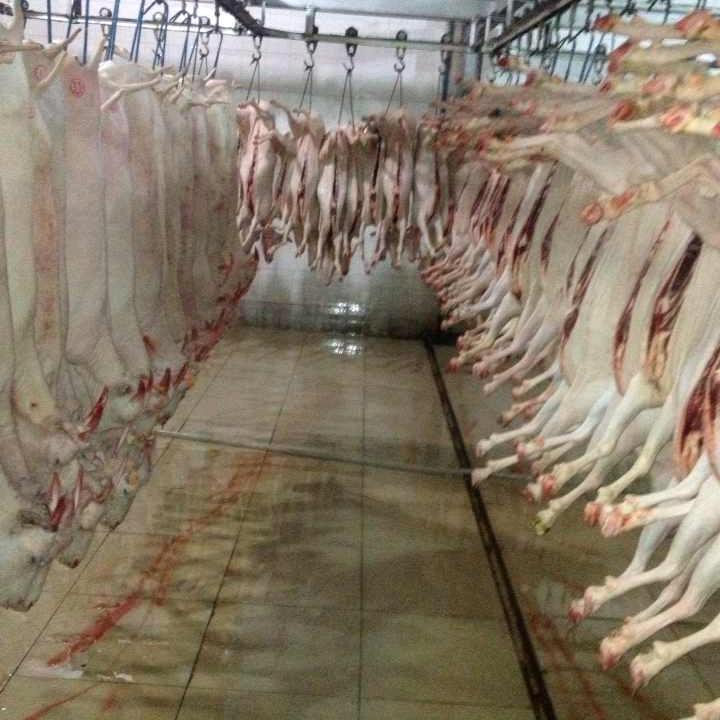 闻晓哥！羊肉批发！汕尾