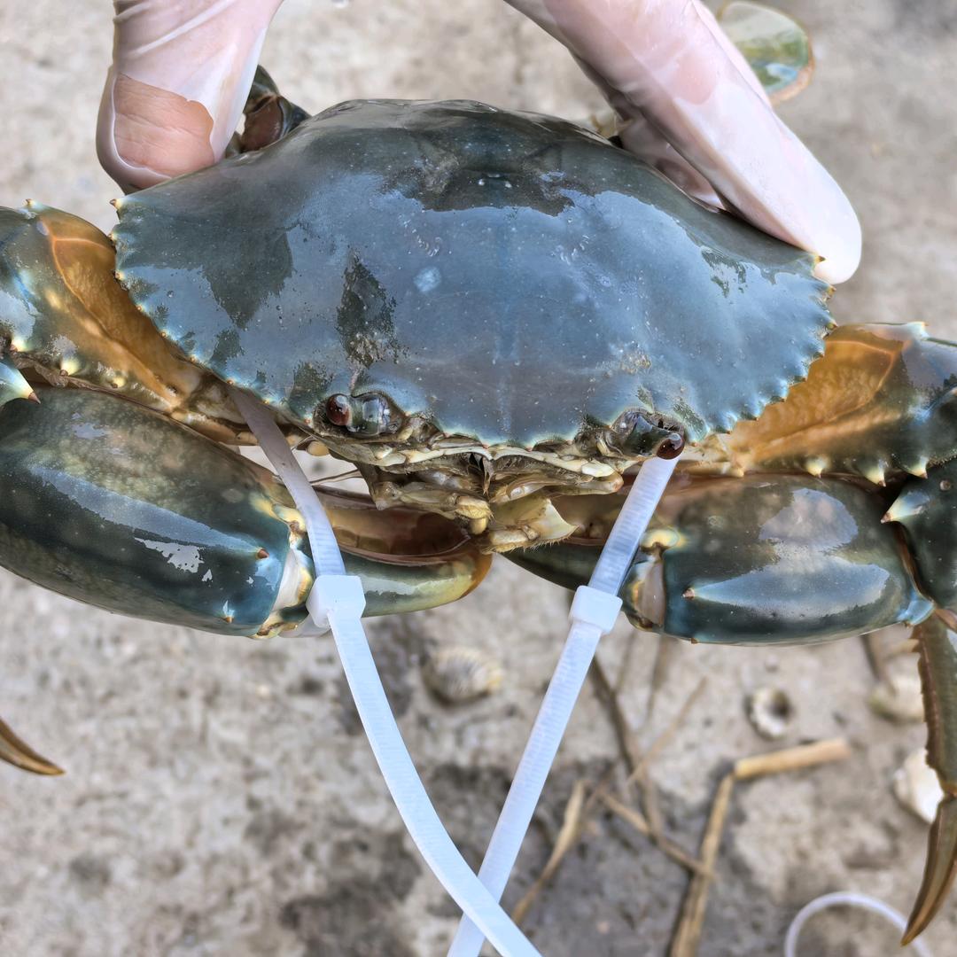 海湾青蟹