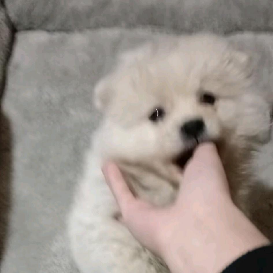 菀菀
