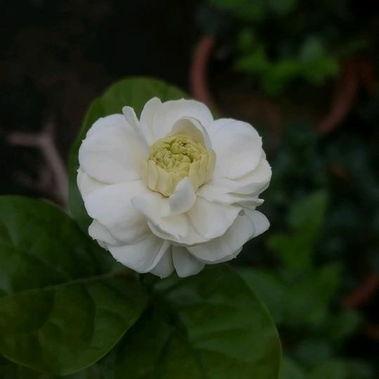 MHRANRAN目卉的花园