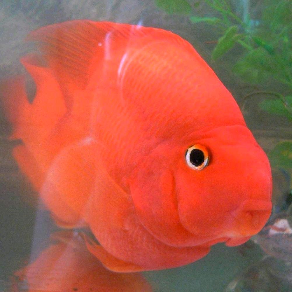 whe恩子