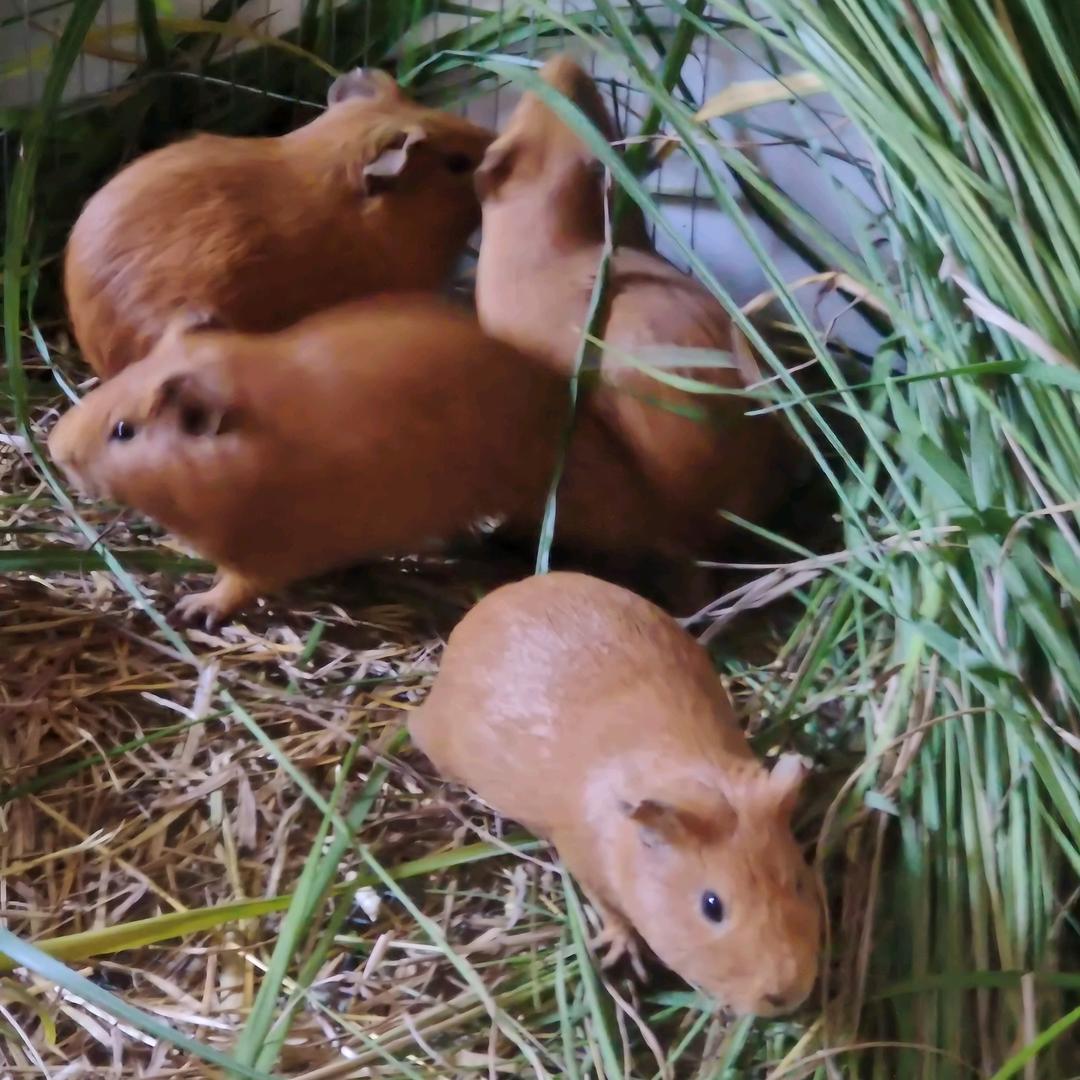 商丘市:肥肥猪荷兰鼠养殖