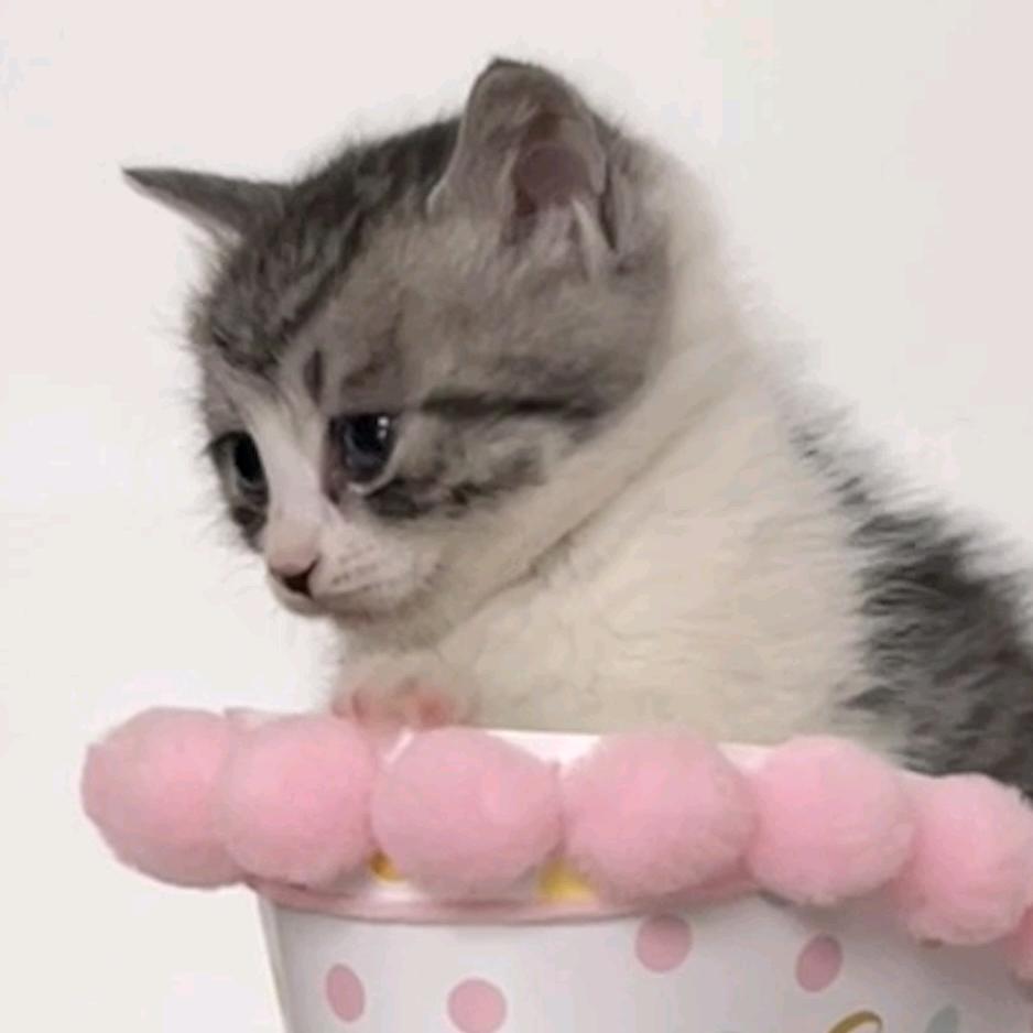 发现美/猫猫小铺