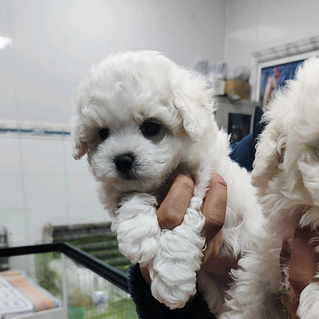 元宝(反病娇)（反雪月阁）（反双男主）