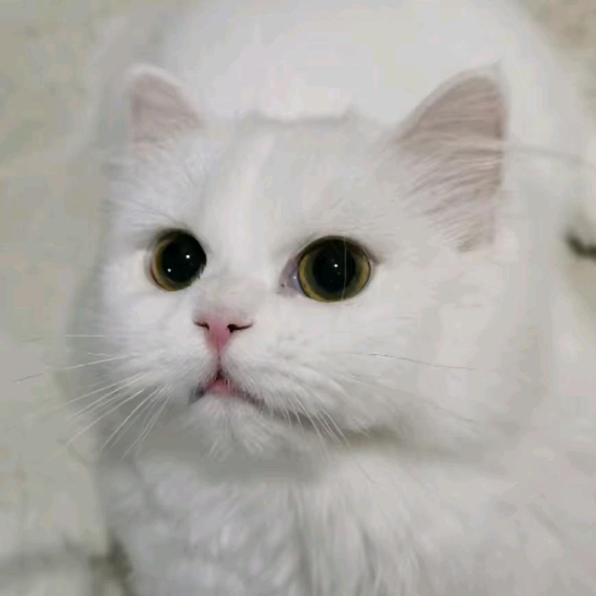 🌻37℃小祖宗🌻