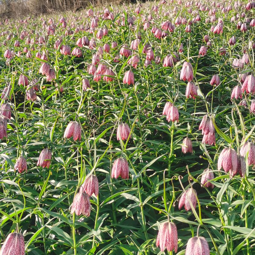 中药材种植加工合作社
