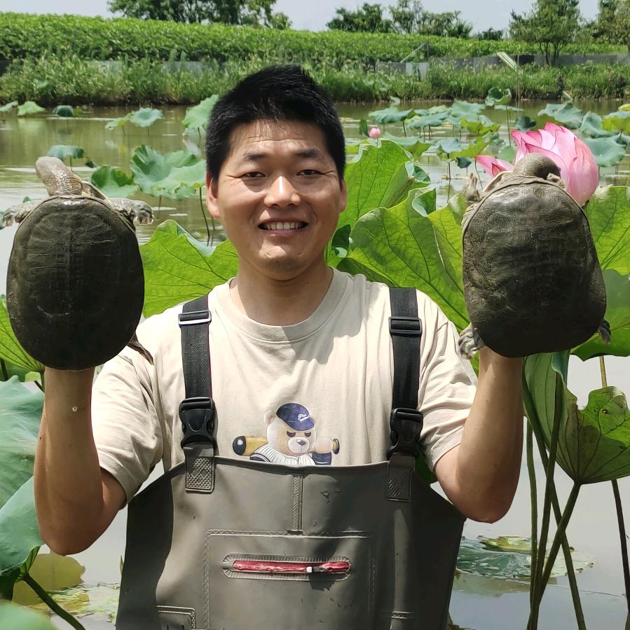 小高生态甲鱼