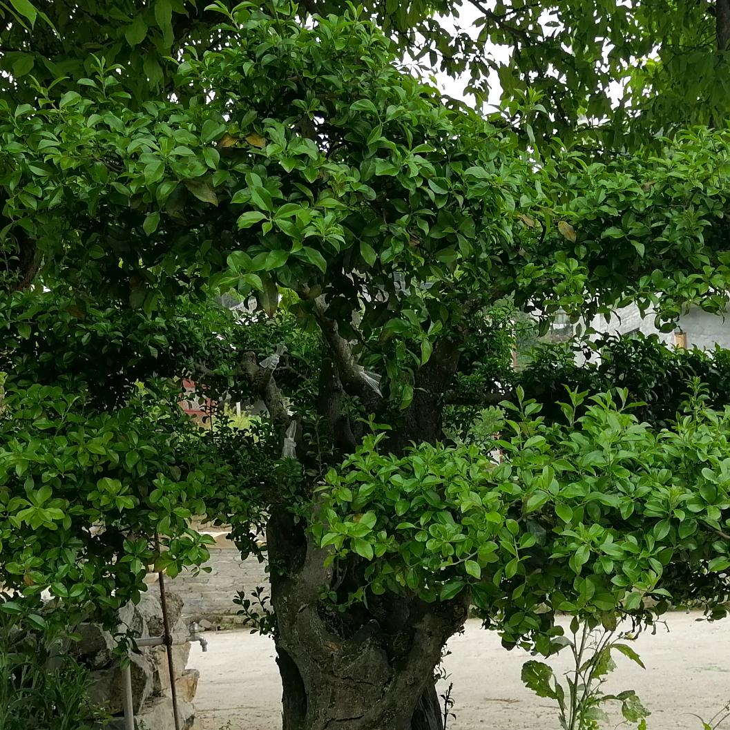 小伙伴