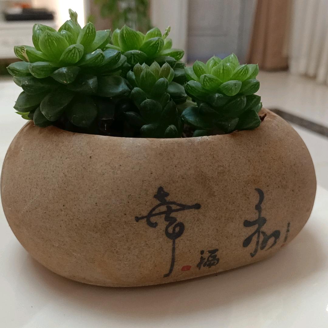 春城香味米糕东风巷店