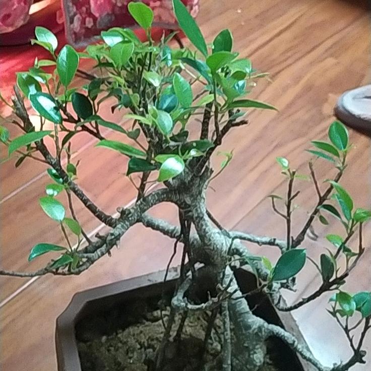 不爱吃木耳