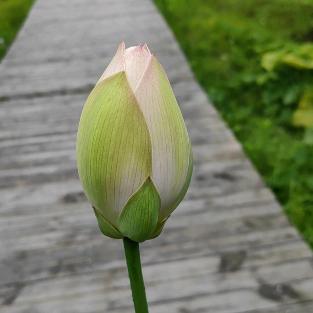 小胖仔