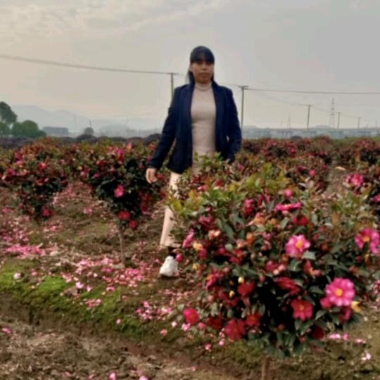 CH春天的花开