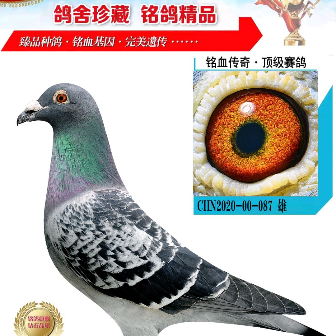 阜城鸽苑《小号》