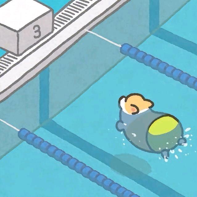 会游泳的猪
