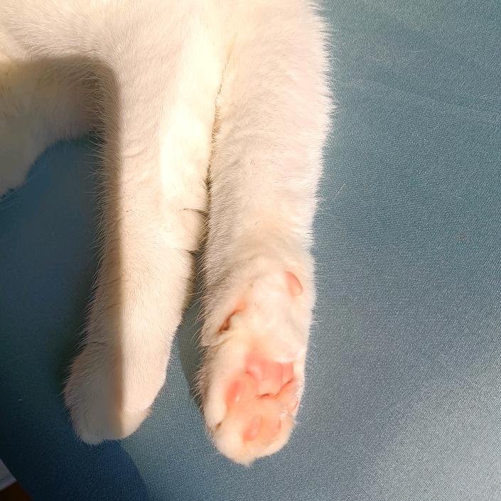 不用谢（现生繁忙中）