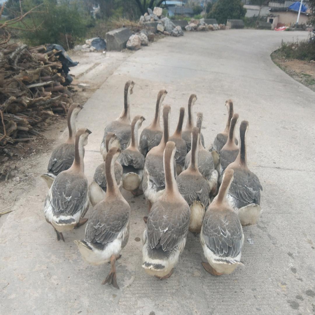 @养鹅的小哥哥～