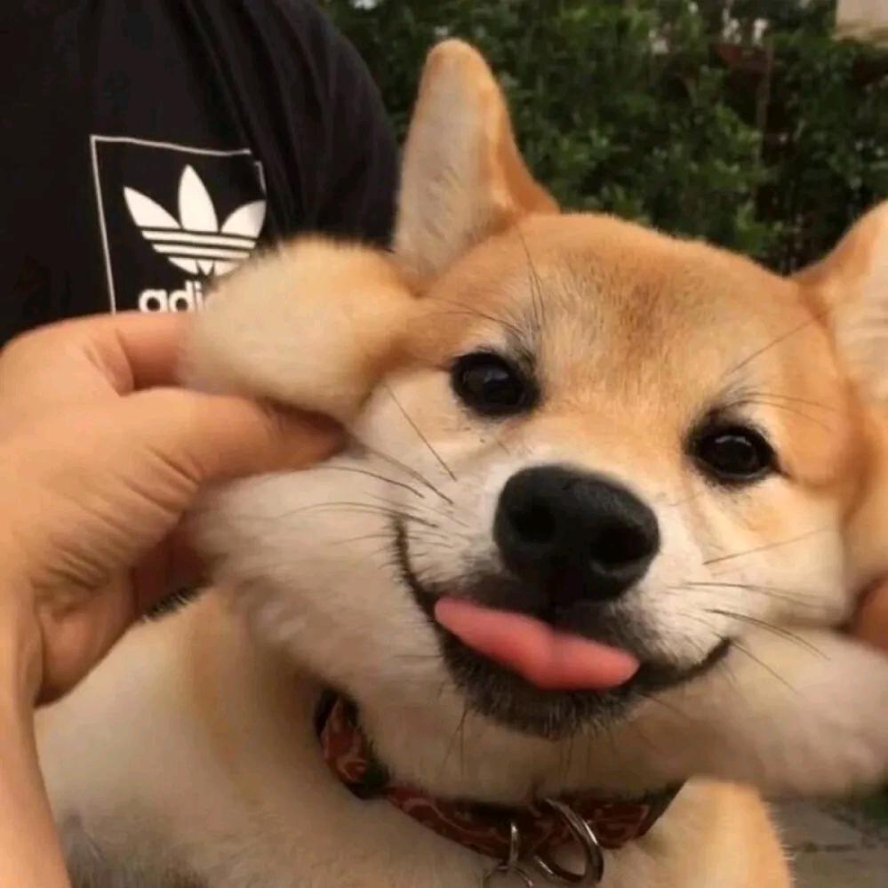 🌈🌈🌈你是真的🐶🌈🌈🌈