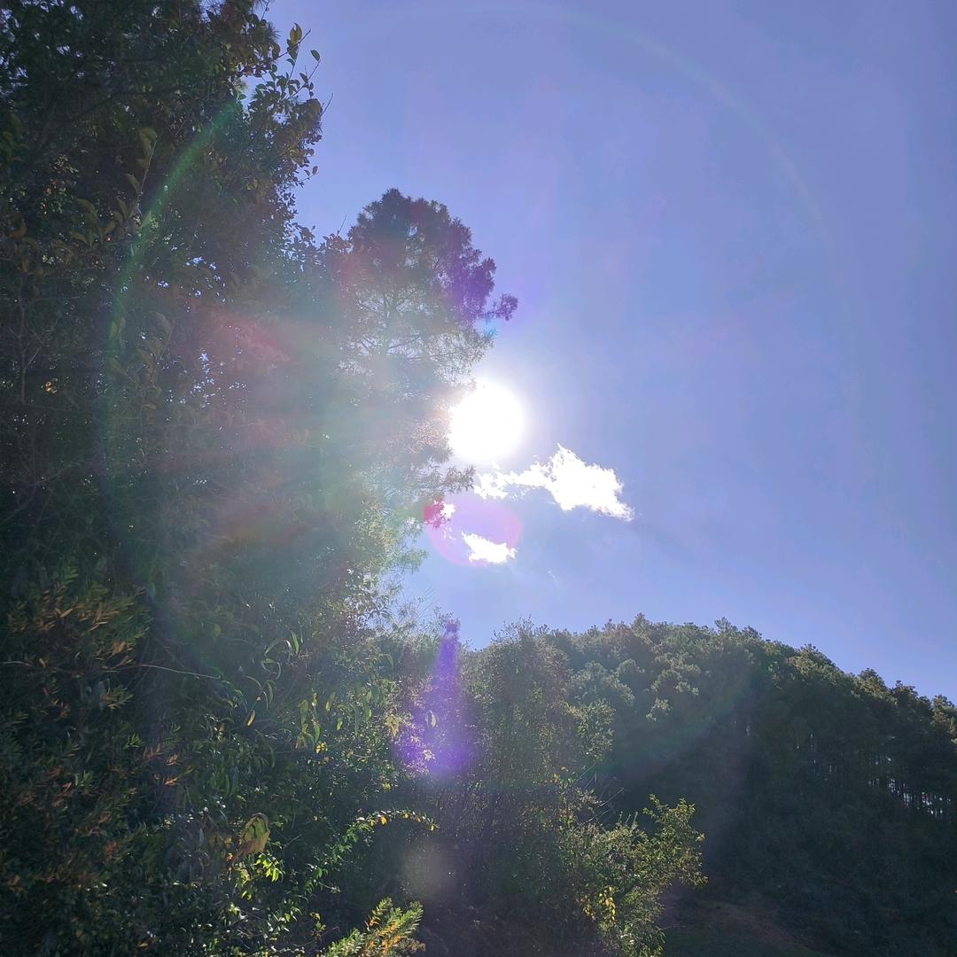 轻雾山林
