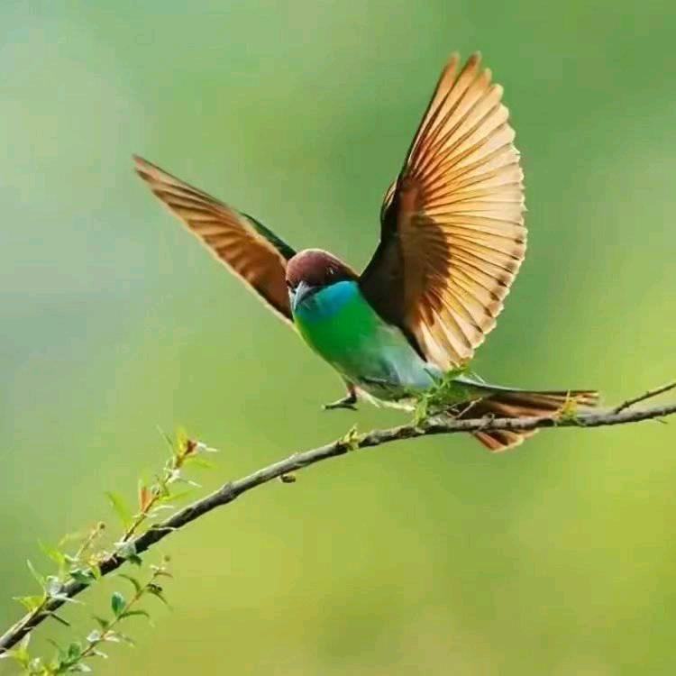 澎湃