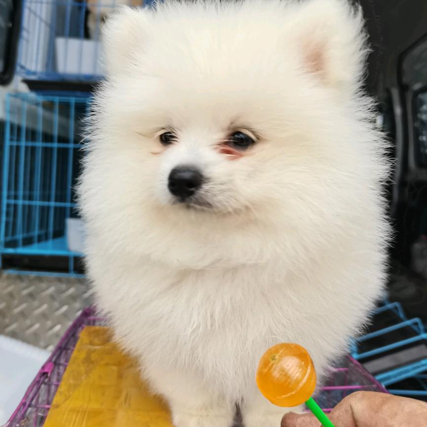 宠物爱犬2