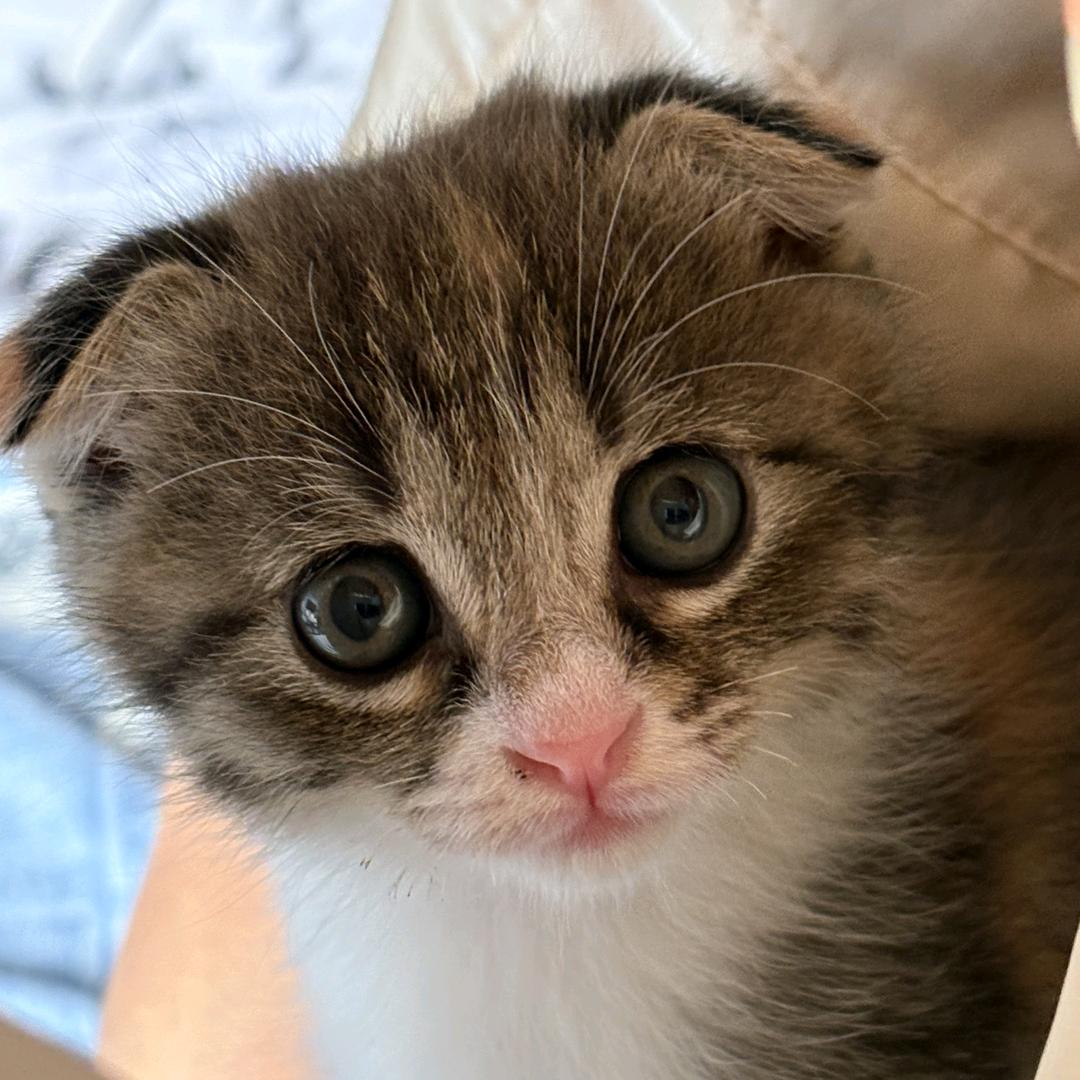 王者小坞（猫咪版）