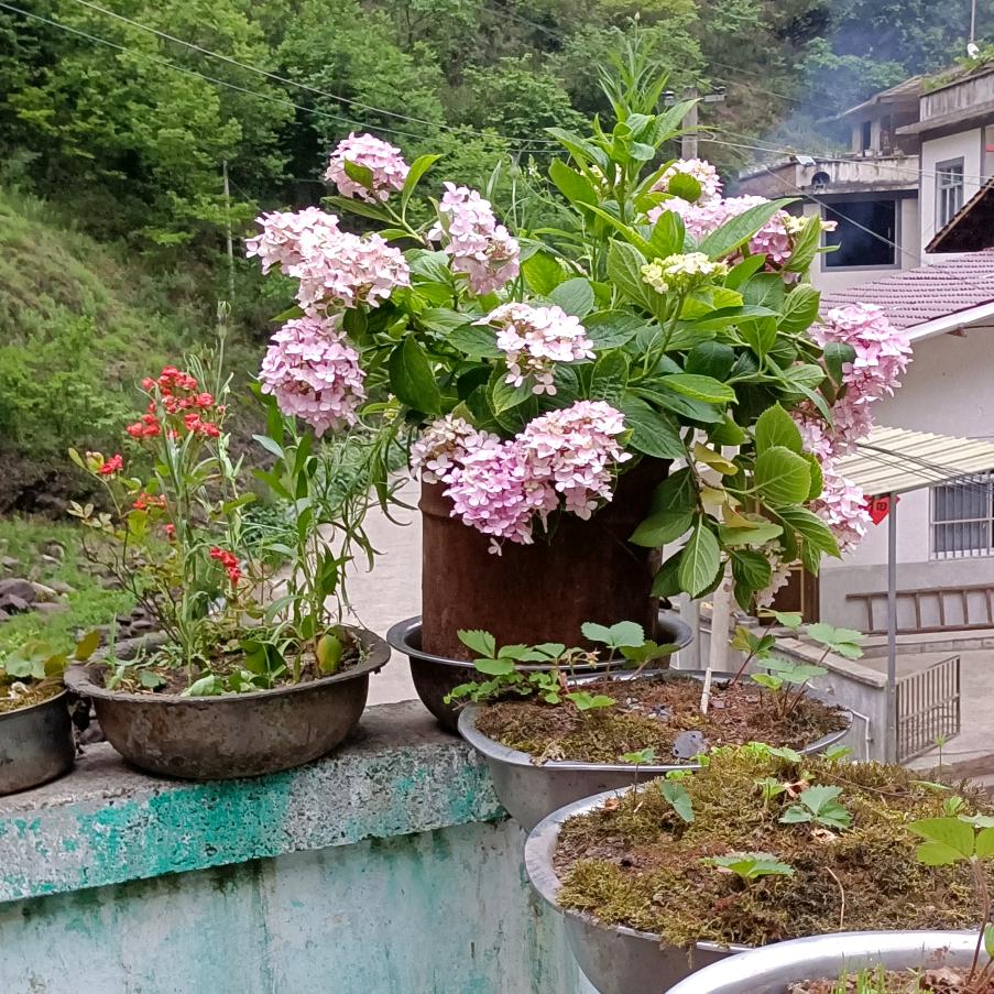 长命百岁