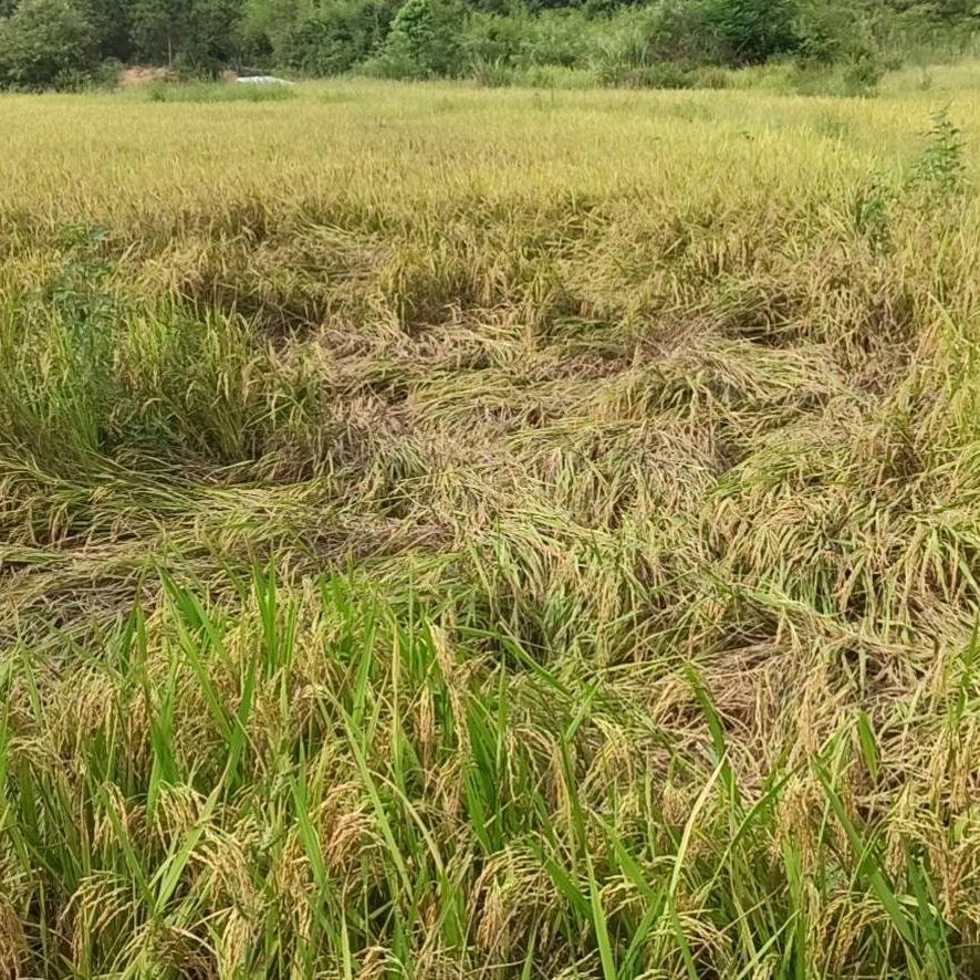 一九七五兔子來了