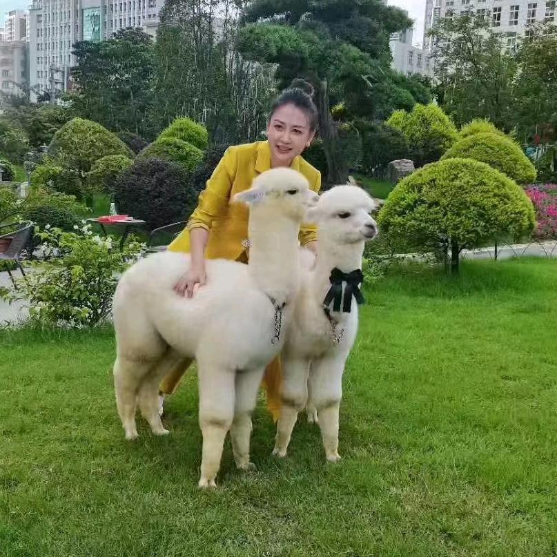 通亚水豚羊驼租赁+非遗打铁花表演