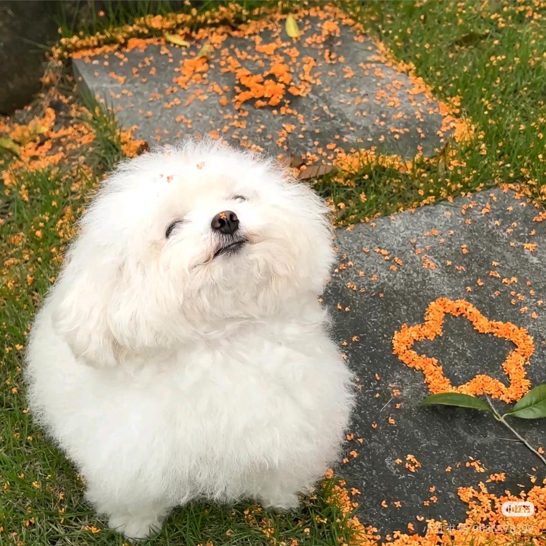 小猫好眠