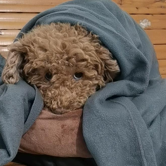 瓶盖儿是一条dog