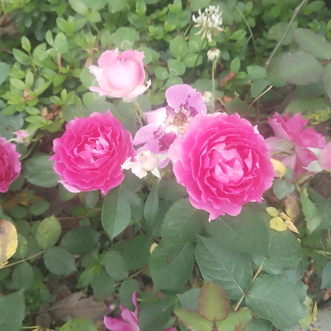 🌹一生平安🌹