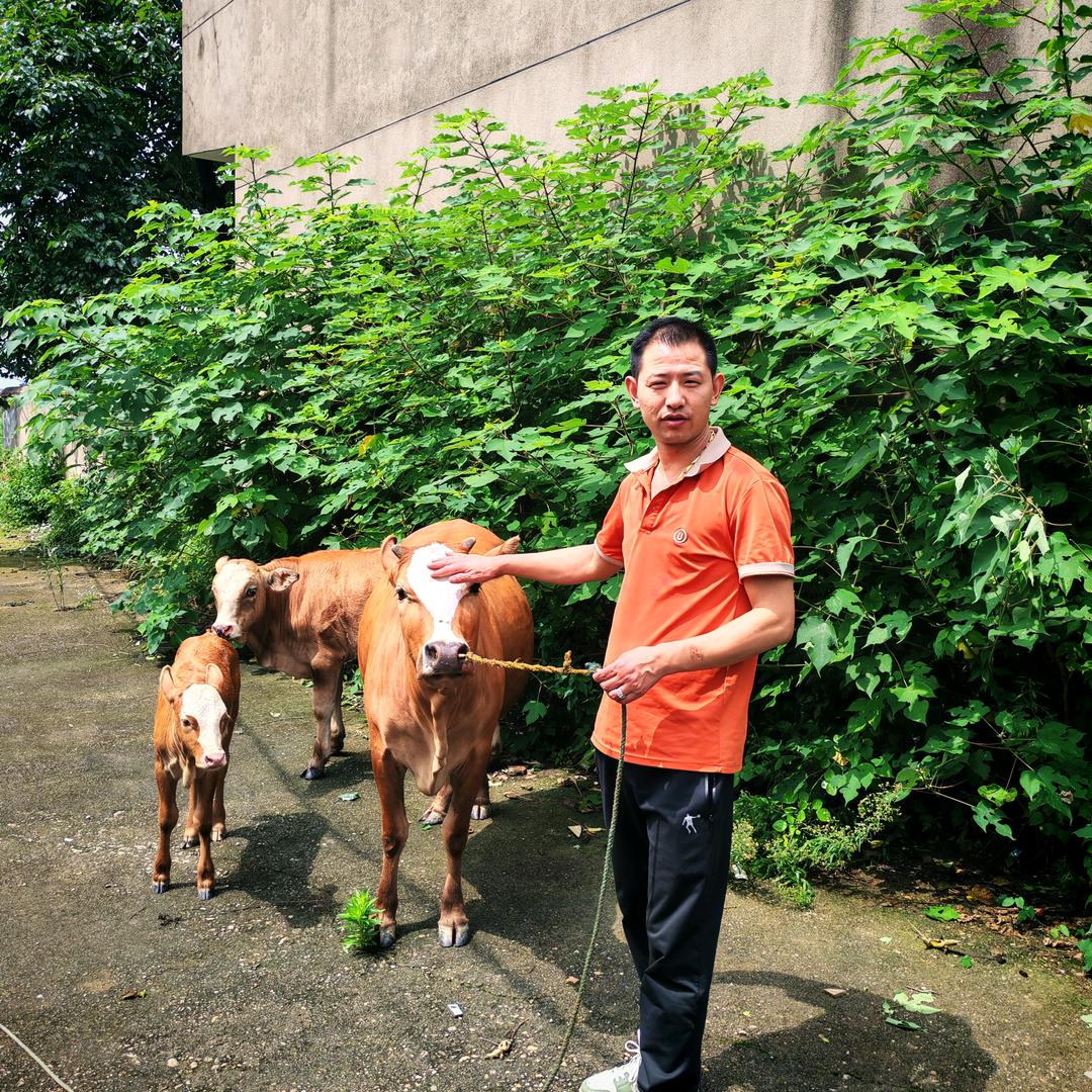 象湖猴子牛肉批发