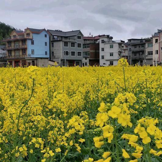 雁飞飞