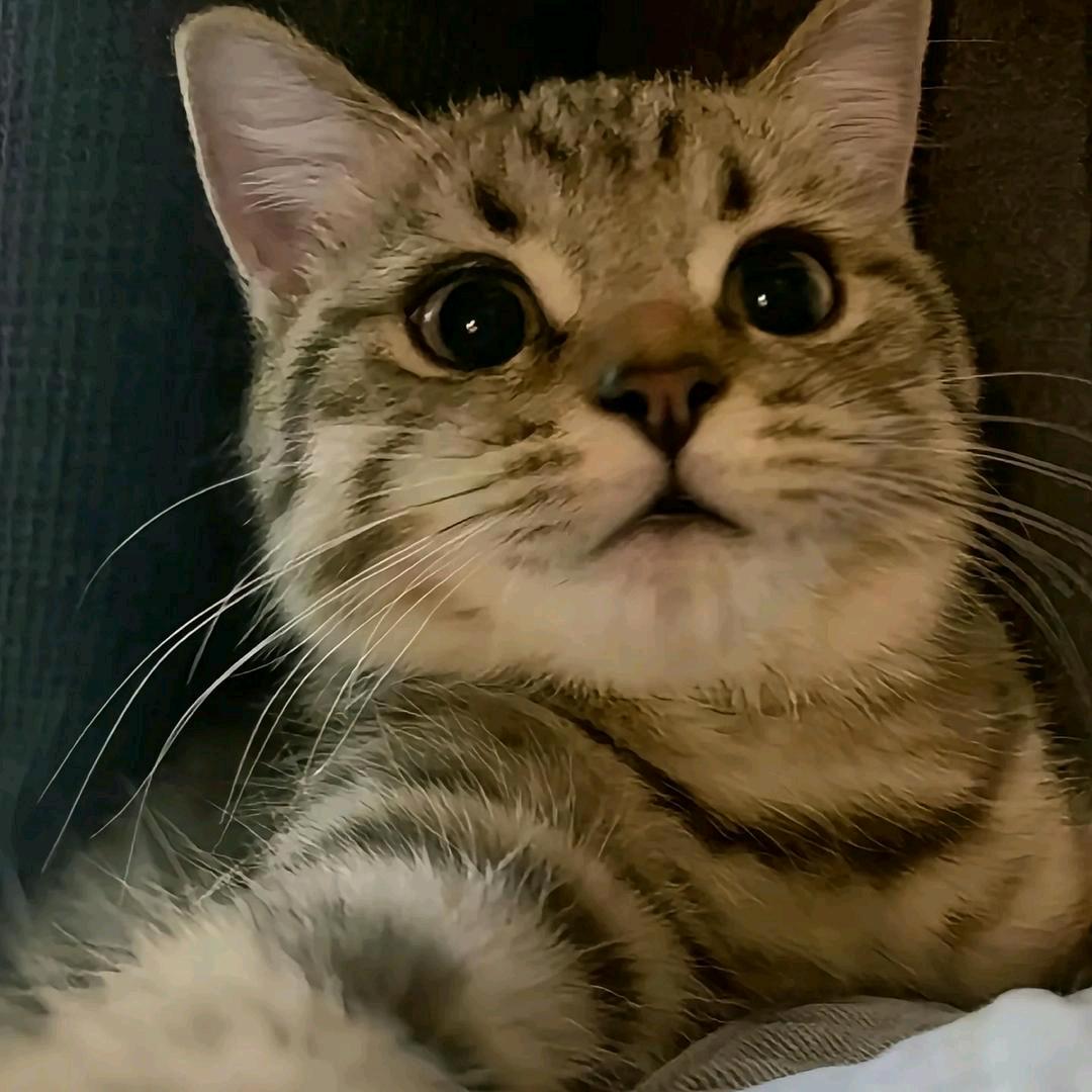VK
