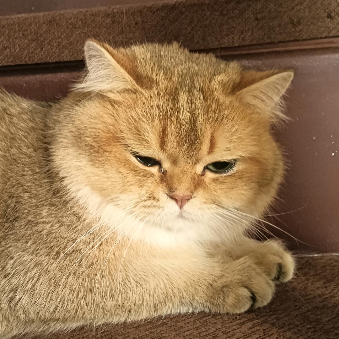 小小