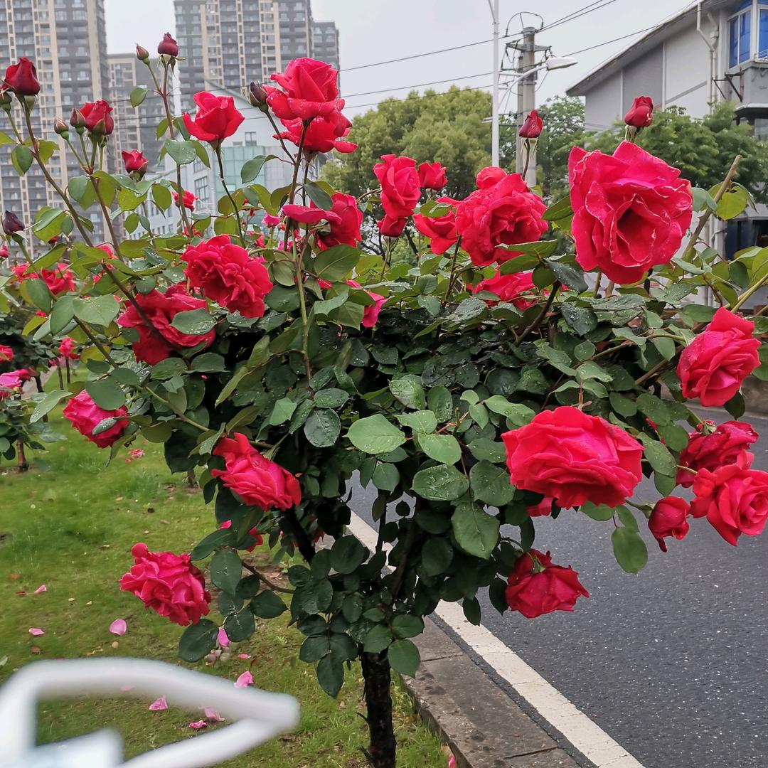 敏红花，回忆