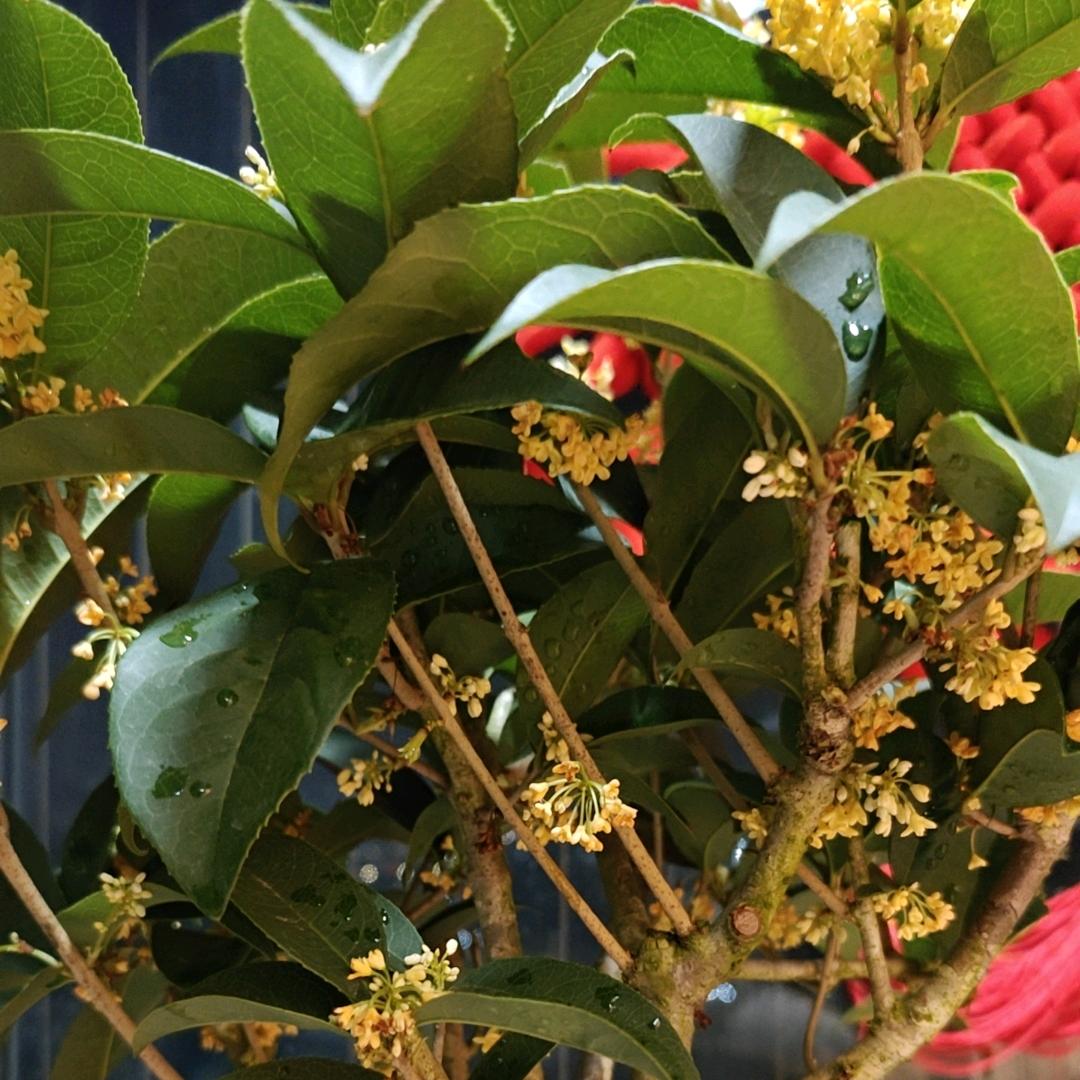 金垠地鲜牛羊肉 大岭山店