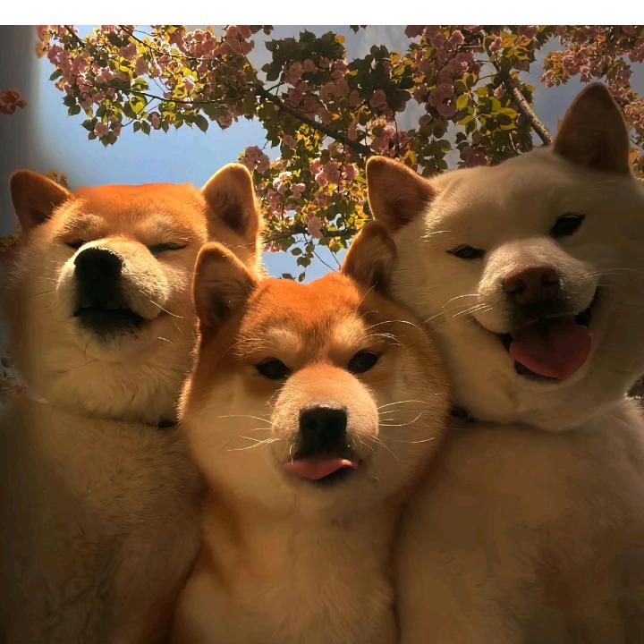 全球最帅的男人