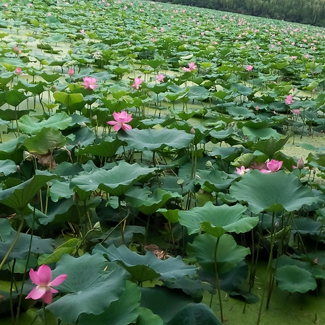 永恒的心