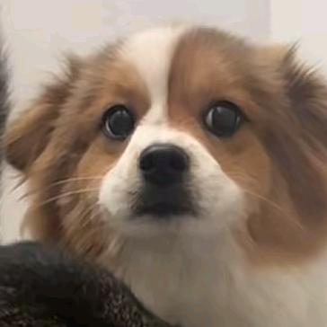 不吃伊面