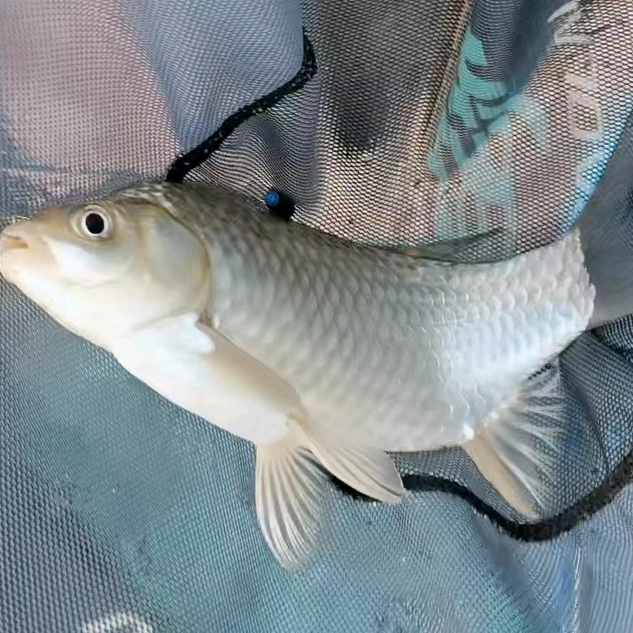 清远老何钓鱼