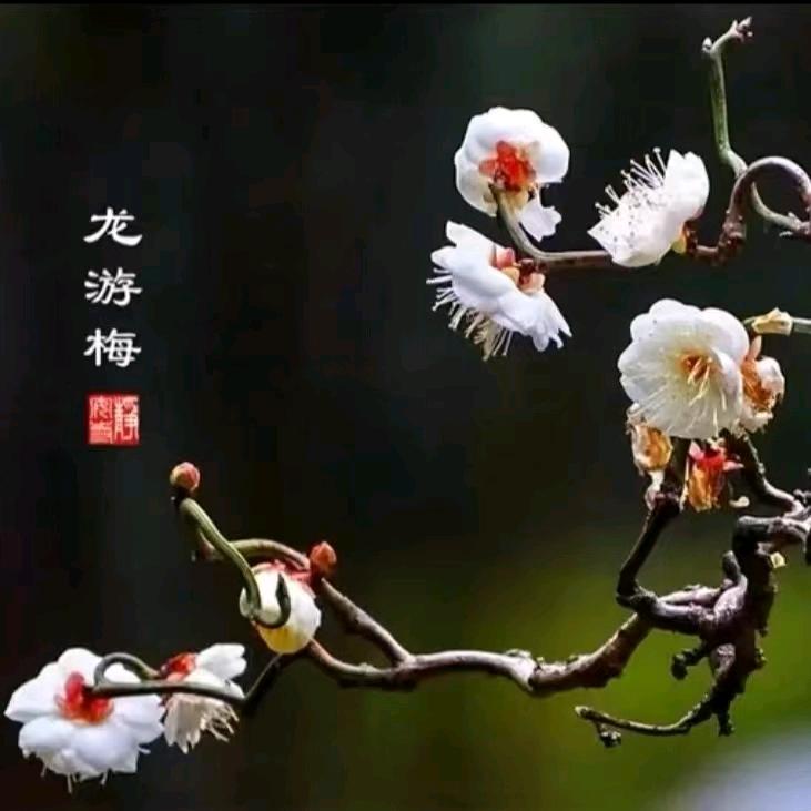 古郯花卉