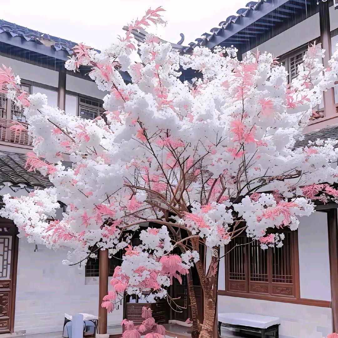 “晨曦”