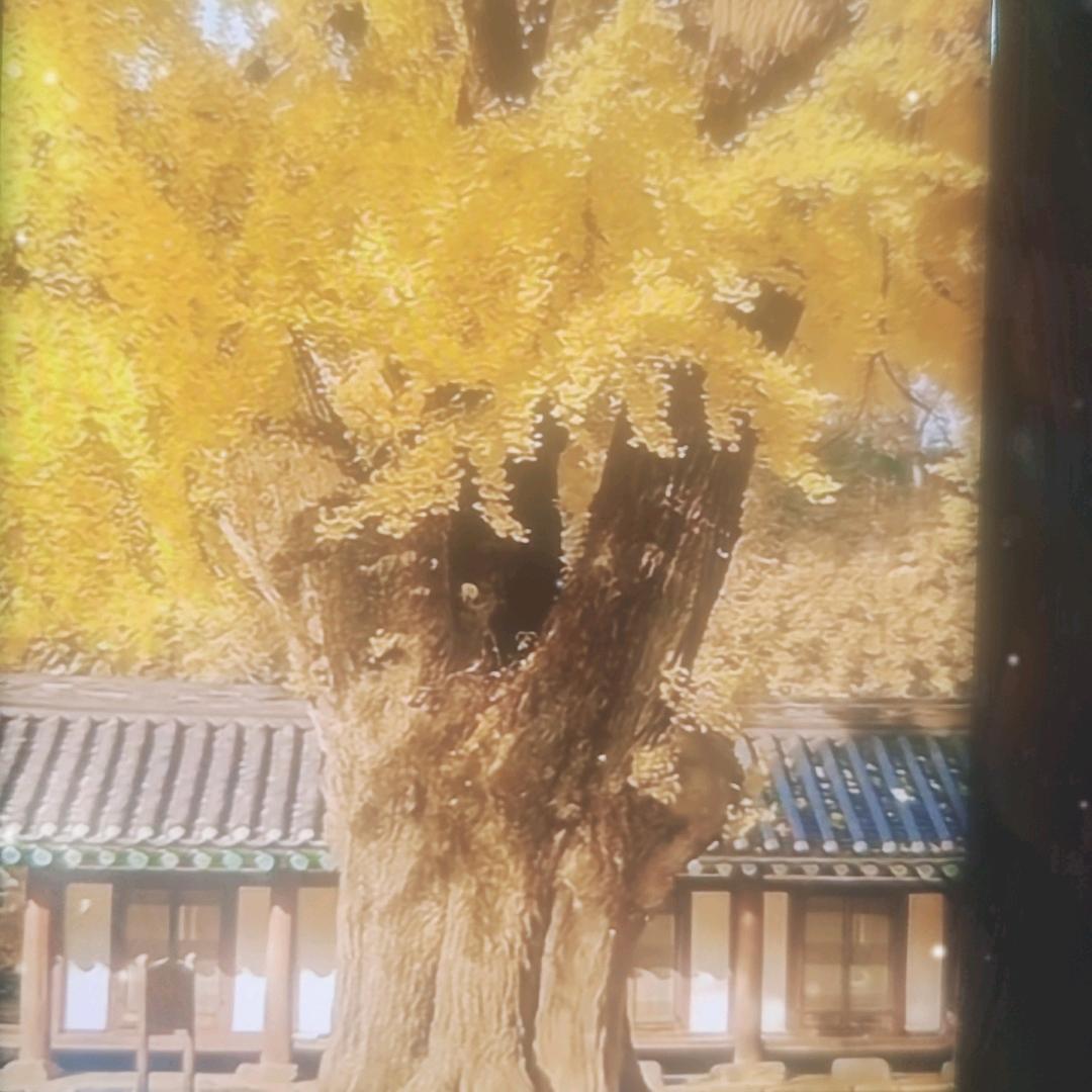 云哥